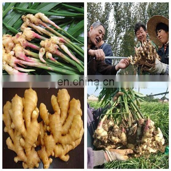 Taro harvester on sale | Taro harvesting machine prices | Taro harvester machine