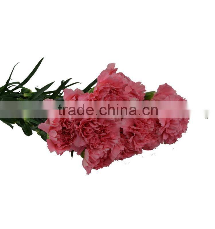 Fashion deep pink carnation flowers long stem