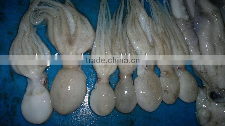 Frozen Octopus Fish