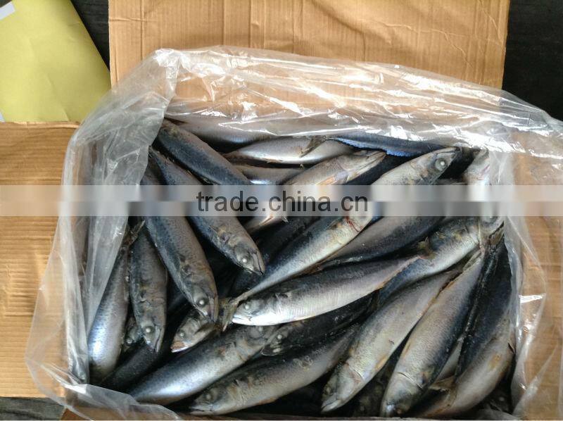 frozen blue mackerel for canning seafood