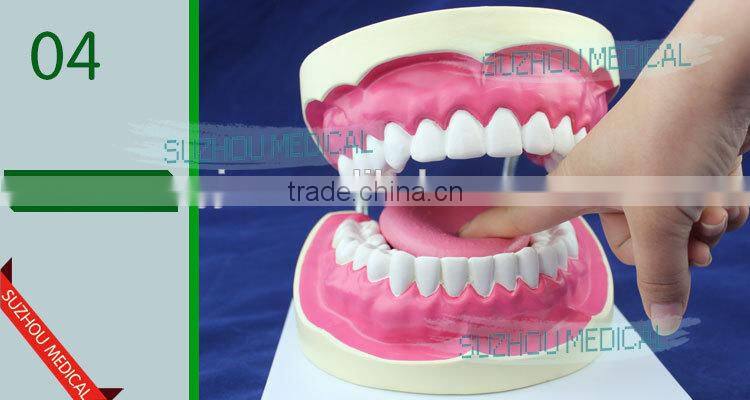Teeth care model