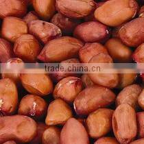 Raw Peanuts Inshell New Crop
