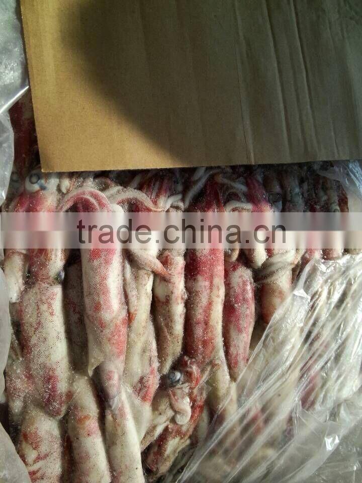 whole part of loligo squid BQF