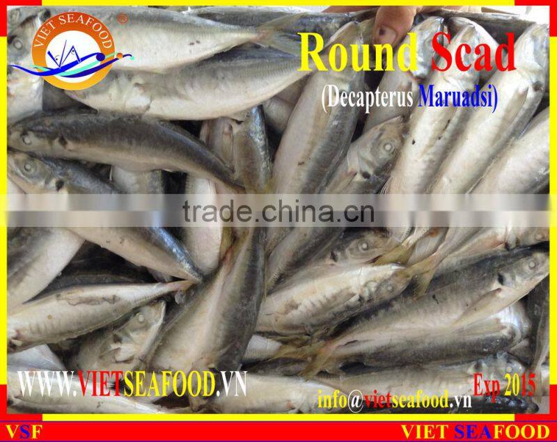 FROZEN MARUADSI (ROUND SCAD)