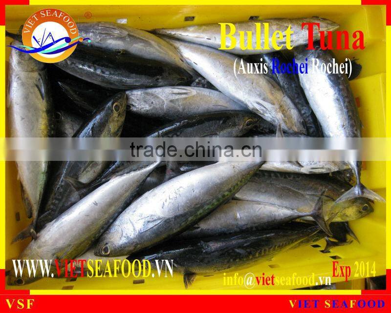 FROZEN BULLET TUNA W/R