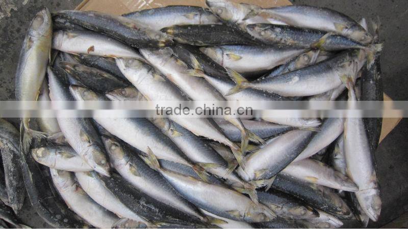 New Frozen mackerel 180-250g load in 2015
