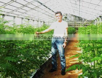 Compact MORINGA tablets with several minerals for nutritional supplement