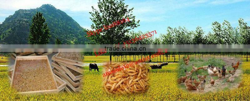 Automatic Multifunctional yellow mealworm Separator