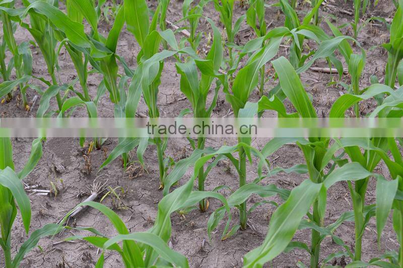 new products agricultural farm pneumatic precision 5-row potato seed equipment