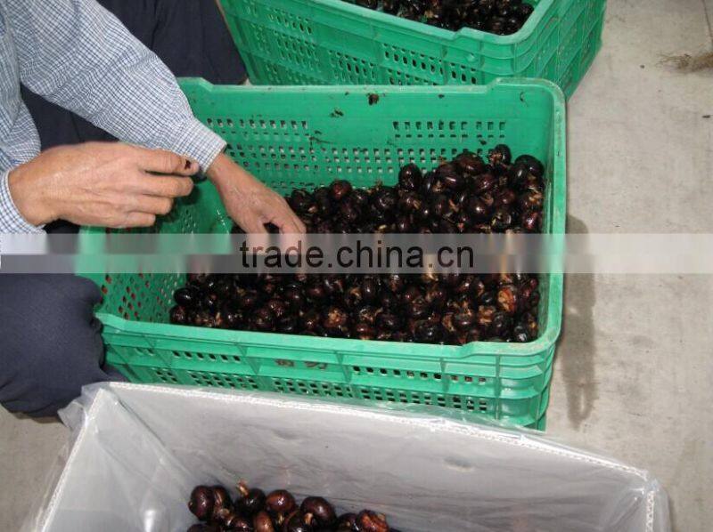 water chestnut/chinese water chestnut