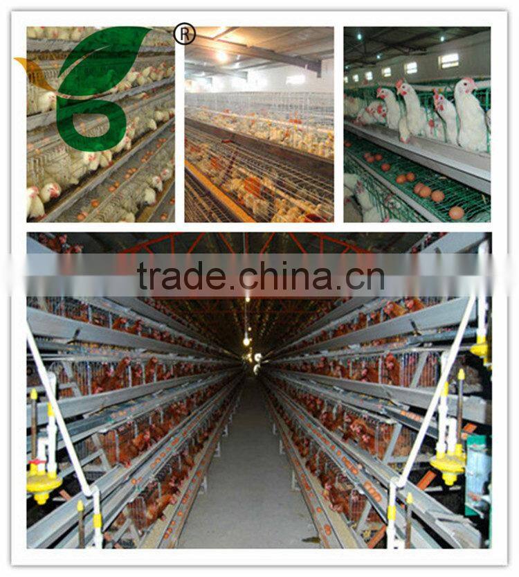 Chinese factory design steel A type laying cages for chicken
