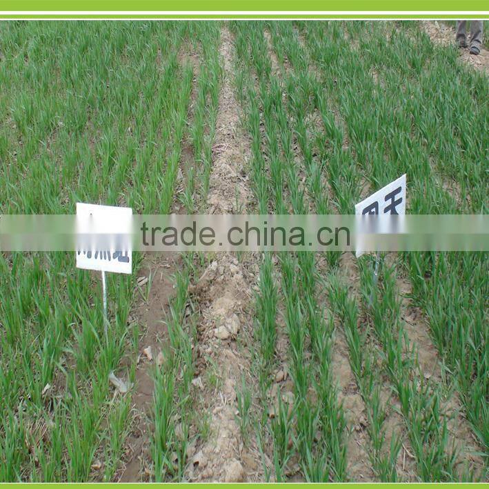 Bio fertilizer Root Promoter Plant Growth Regulator root stimulate rooting hormone