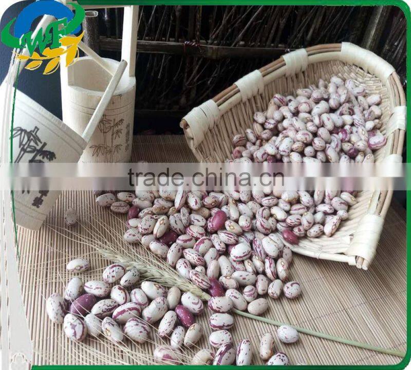 Chinese Big size Light Speckled Kidney beans American Round