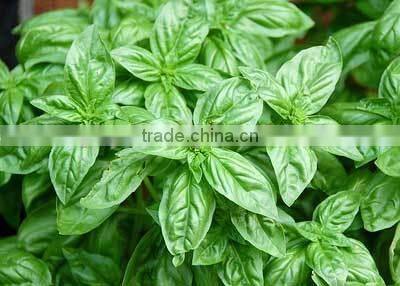 100% Natural Basil Oil For Sale | 100% Pure Basil Essential Oil For Export From Borg Export