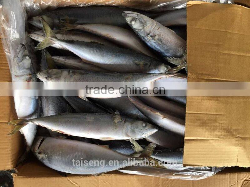 Asmak Frozen Seafood Whole Round Saba mackerel