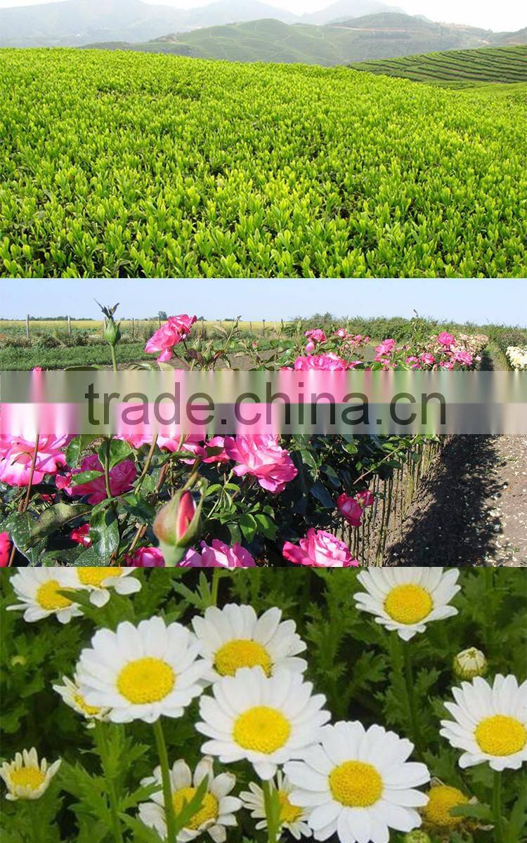 2016 Gourmet Tea Chamomile Rose Silver Needle White Tea Bags