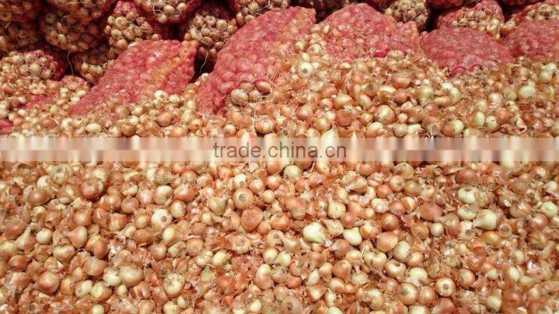 mesh bags of egyptian onions with affordable price
