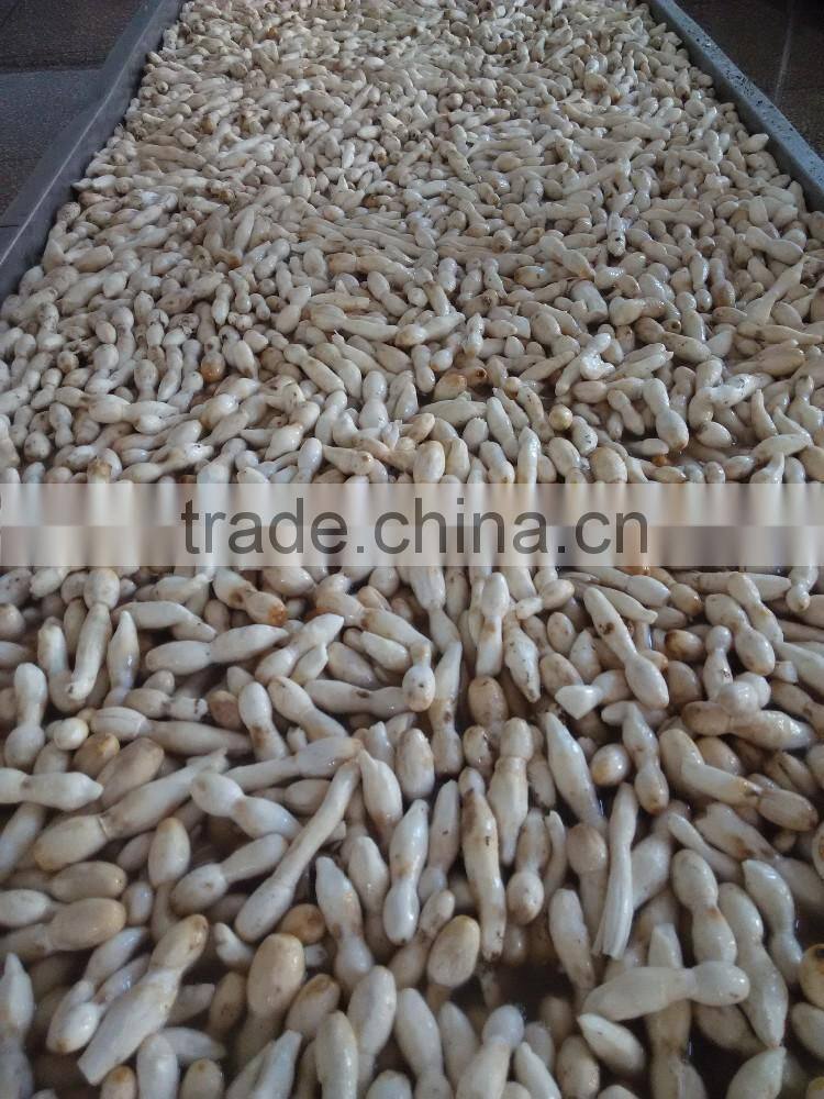 hot sales canned drumstick mushroom