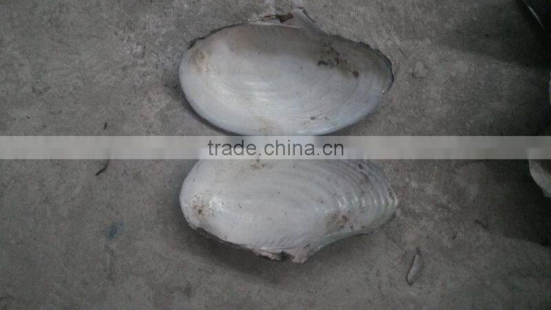 China freshwater shell material raw mother of pearl river shells