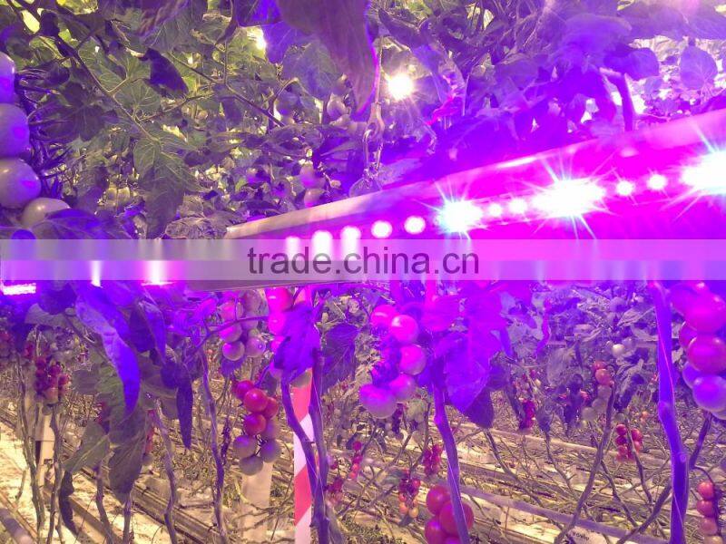 2017 Wholesale indoor farm lighting for greenhouse tomatoes/cucumber/rose etc.,