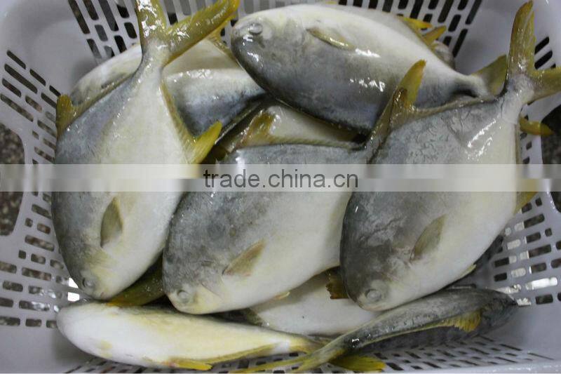 Frozen golden pompano