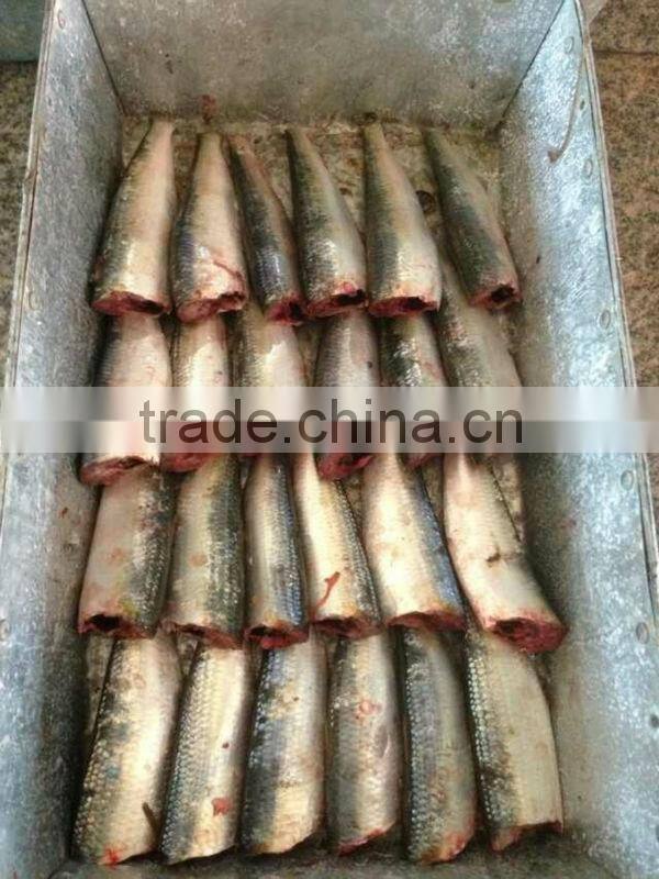 8-10pcs/kg HGT Frozen Sardine for Canning