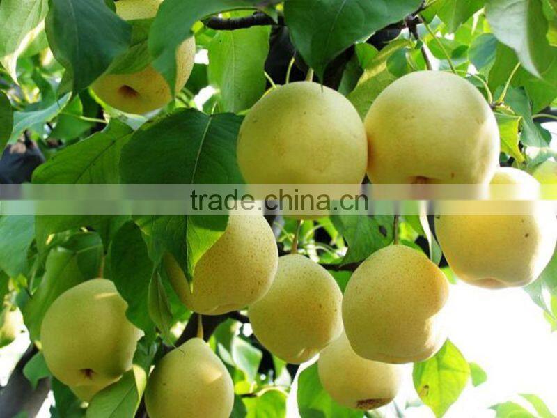 2015 new crop fresh pears bulk purchase