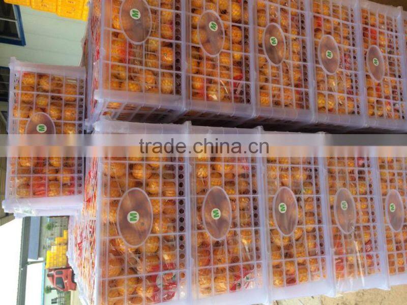 fresh seedless lime orange fresh fruit