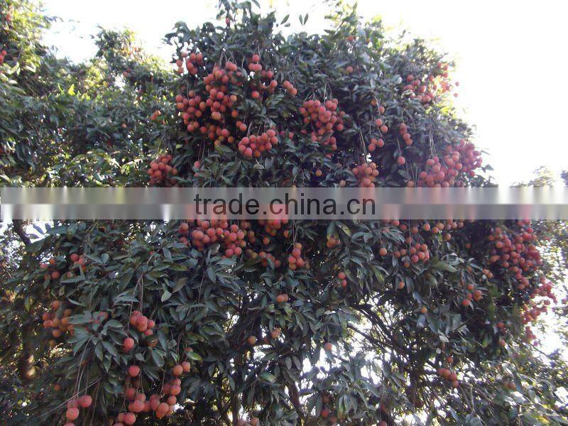 Fresh Lichi From China