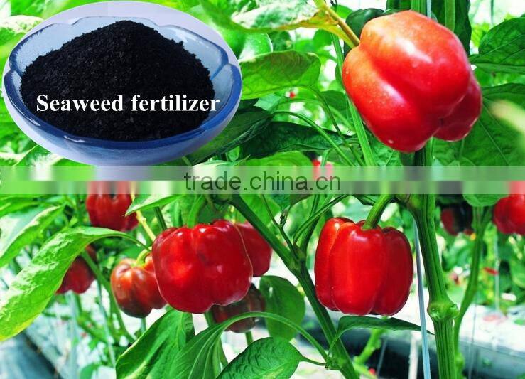 China suppliers sale organic fertilizer seaweed extract powder