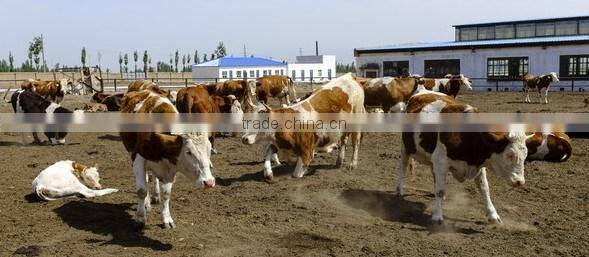 Pig farm MgO roof tile with Anti-aging film coat and fiireproof insulation of 5mm thickness,960mm width