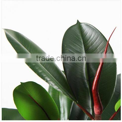 Incredibly Realistic Artificial Rubber Ficus Plant Tree for Home and House