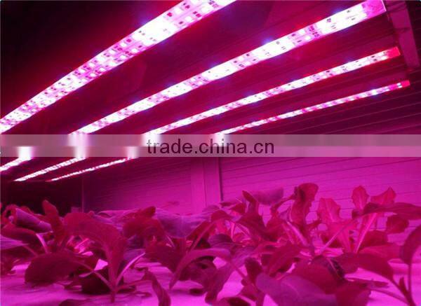 cob led 20w uv for laser ponter,365nm/380nm/400nm,high quality ,accurate wavelength