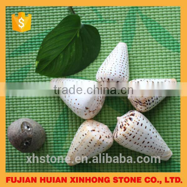 natural decotative semicassis inornata seashell for sale