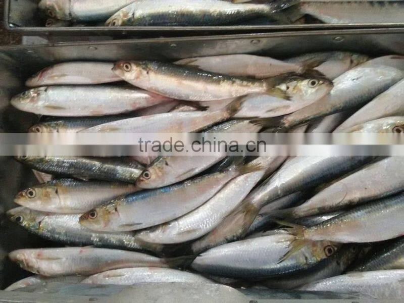 Frozen Sardine Fish Wholesale