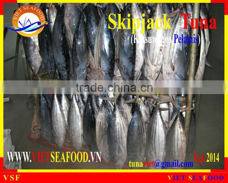 FROZEN W/R SKIPJACK TUNA