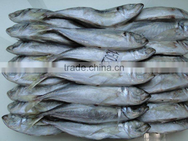 Frozen Horse Mackerel 14CM+