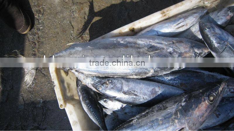 Frozen bonito tuna loin (sarda sarda)
