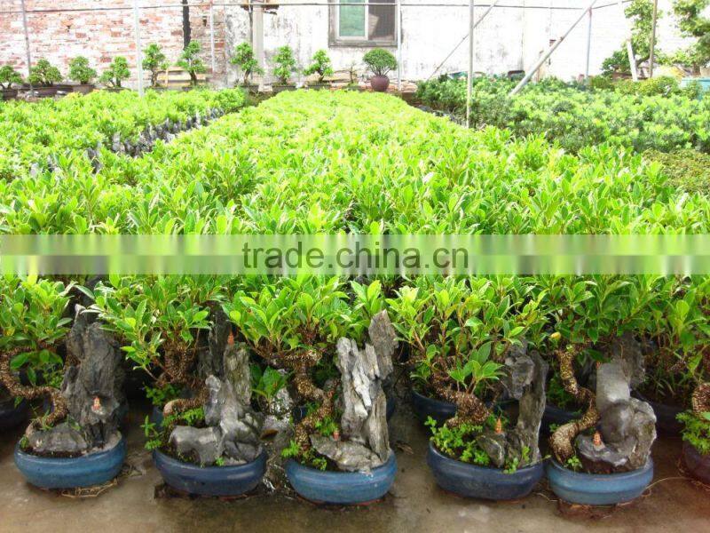bonsai tree with stone