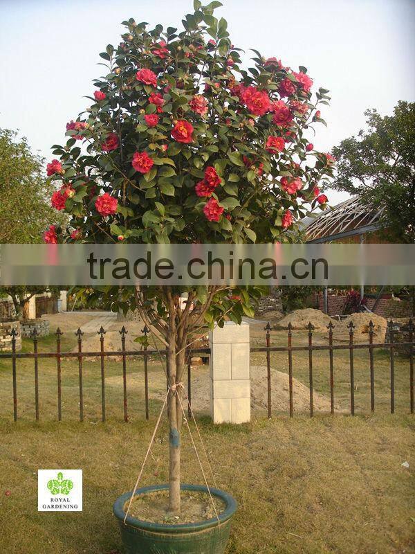 Camellia japonica Tree Plant