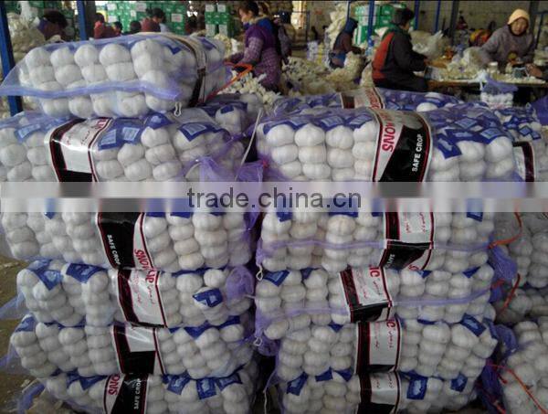 We can supply fresh garlic/ginger/potato/onion/chilli