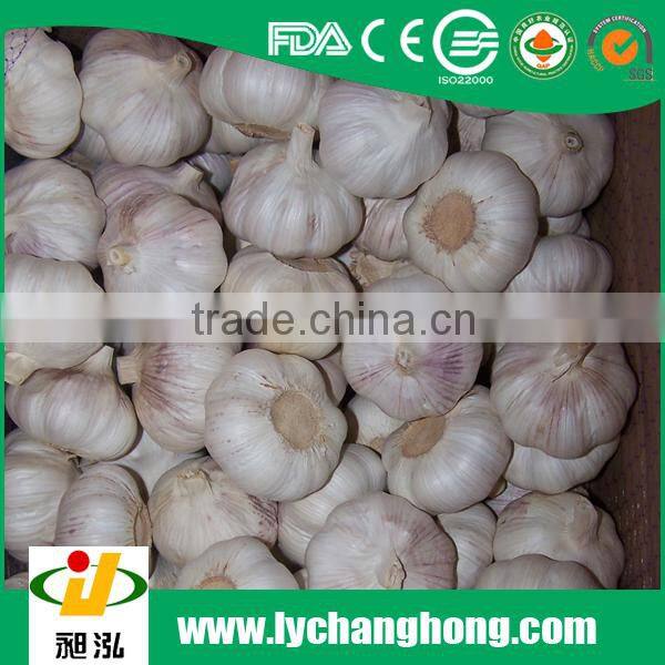 factory directly supply 2015 new crop normal white garlic