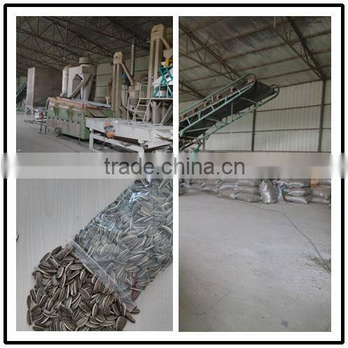 inner mongolia sunflower kernels(confectionary kernel and bakery kernel)