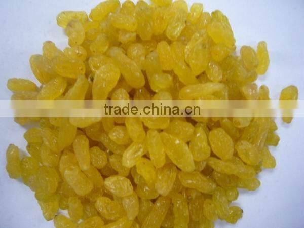 gold raisin with best price and sweet and high quality