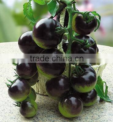 Hybrid Black Purple Cherry Tomato Seeds For Sale-Purple Bright