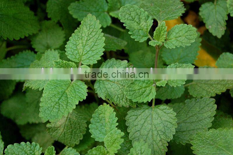 Lemon Balm Leaf Extract Powder