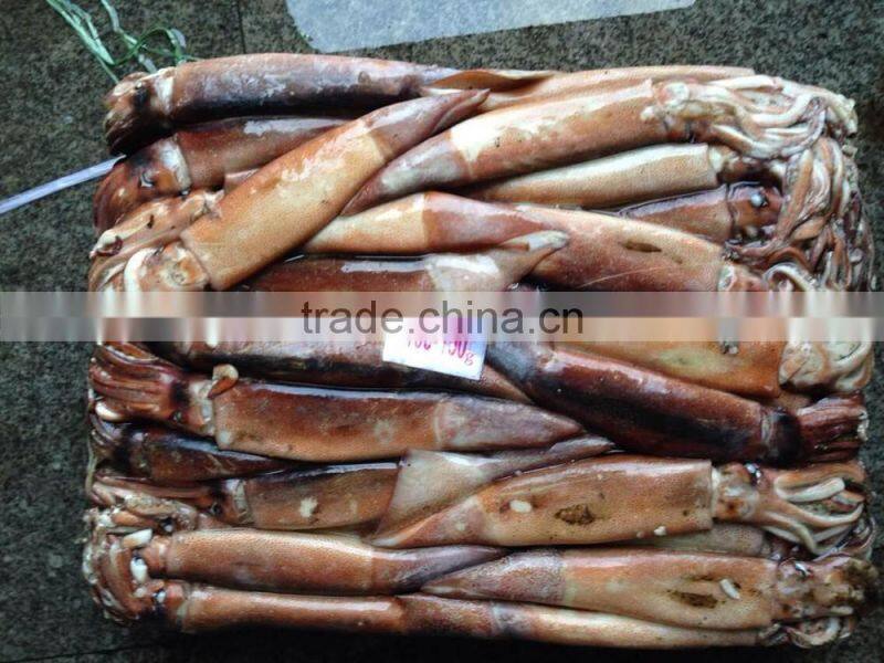 Frozen illex squid with competitive price