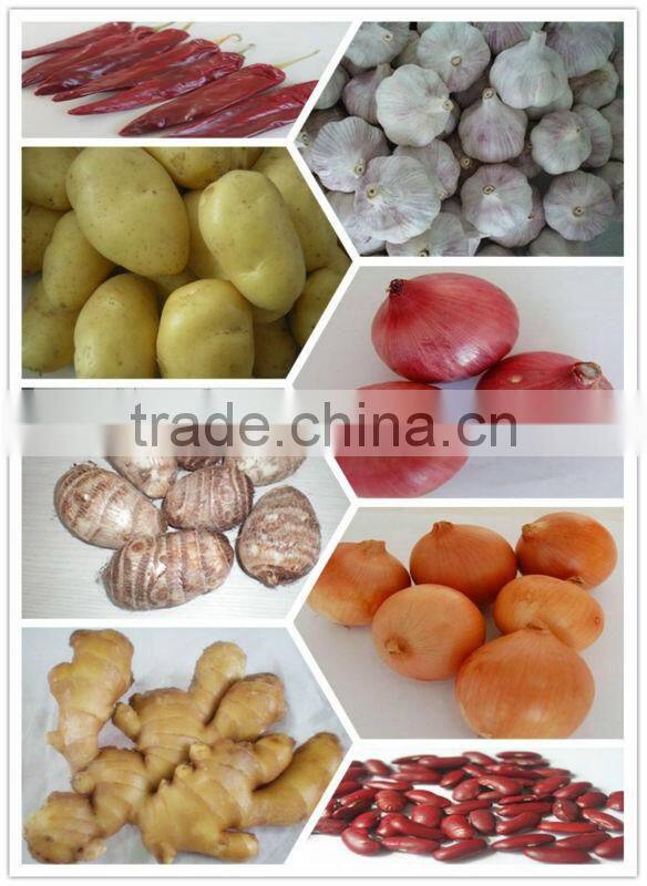 Malanga Fresh Colocasia/ Taro/ Eddo Esculentum in Season