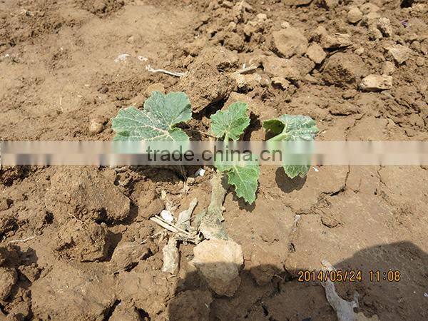 MSQ08 Gaoyuan tall-round greenhouse zucchini seeds, hybrid squash seeds f1