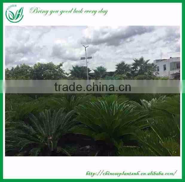 Cycas Revoluta With Cocopeat